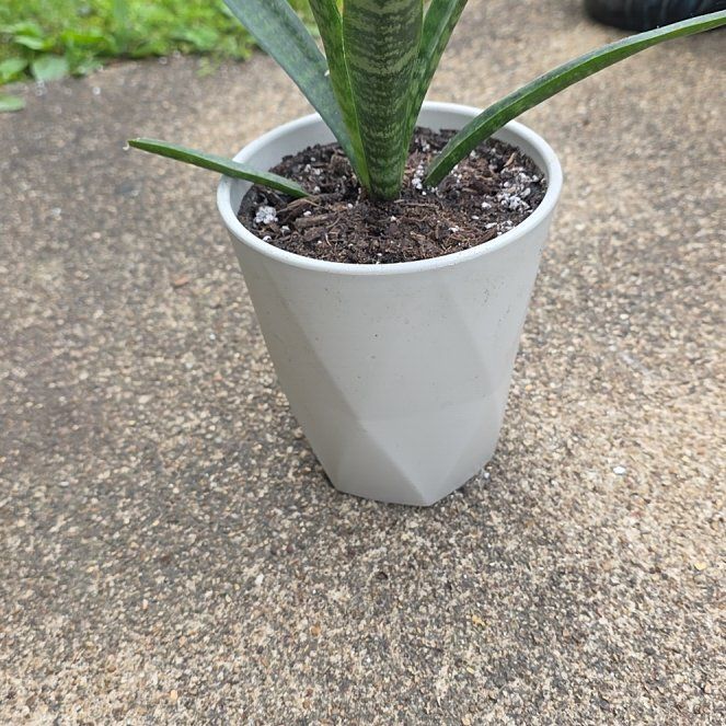 Photo of the plant species Sansevieria 'Fernwood Mikado' by @VibrantChollipo named Nemo on Greg, the plant care app