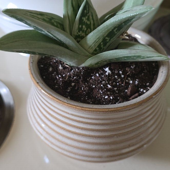 Photo of the plant species Green Ice Gasteraloe by @VibrantChollipo named Girlfrond on Greg, the plant care app