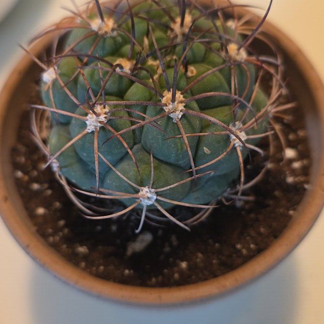 Photo of the plant species Giant Chin Cactus by @VibrantChollipo named Sol on Greg, the plant care app