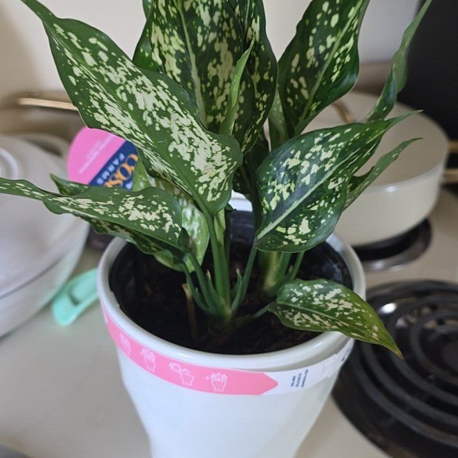 Photo of the plant species Aglaonema 'Spring Snow' by @VibrantChollipo named Marley on Greg, the plant care app
