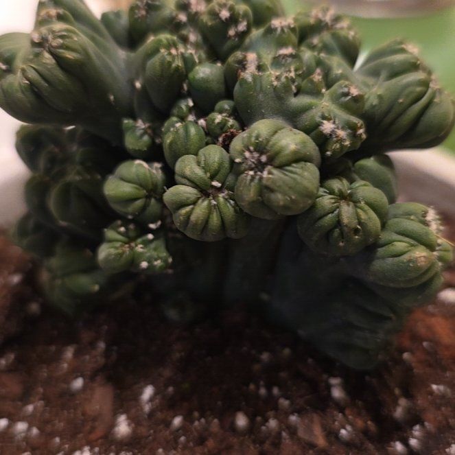 Photo of the plant species Opuntia cylindrica f. cristata by @VibrantChollipo named Emerson on Greg, the plant care app