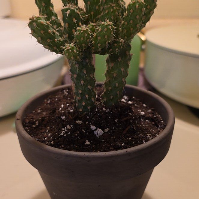 Photo of the plant species Mini Cholla by @VibrantChollipo named Kobe on Greg, the plant care app