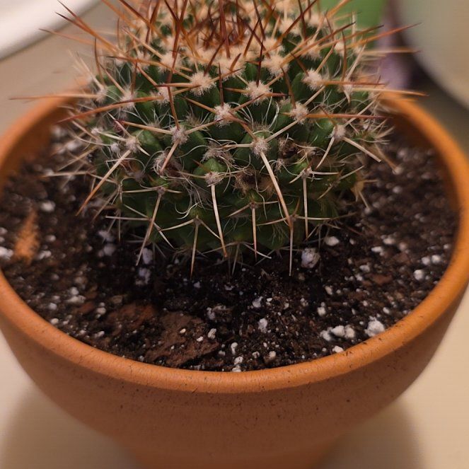Photo of the plant species Silver Arrows Cactus by @VibrantChollipo named McKinley on Greg, the plant care app