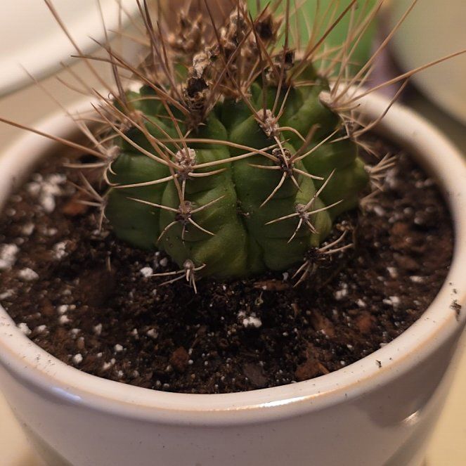 Photo of the plant species Gymnocalycium anisitii subsp. damsii by @VibrantChollipo named Figyonce on Greg, the plant care app
