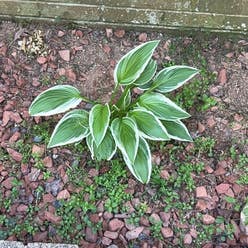 suji-gibōshi plant