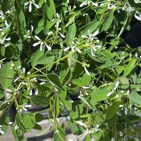 Photo of the plant species Grassleaf Spurge by @SeasonedRedrose named Prince on Greg, the plant care app