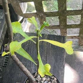 Photo of the plant species Fiddle Leaf Plumeria by @HelperKiwifruit named Daphne on Greg, the plant care app