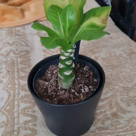 Photo of the plant species Brighamia Insignis by @MeekSunburst named Mochi on Greg, the plant care app