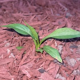 Photo of the plant species Devilsbit by @ImpeccantTaro named Zeus on Greg, the plant care app