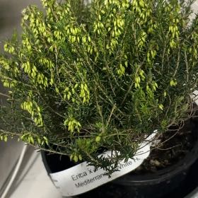Photo of the plant species Springwood White Heather by @JauntyUngnadia named Heathcliff on Greg, the plant care app