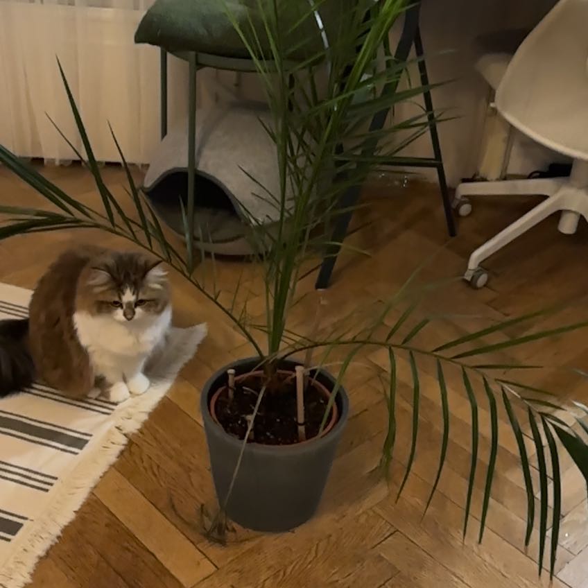 Indoor potted Date Palm with long fronds, a cat sitting nearby.