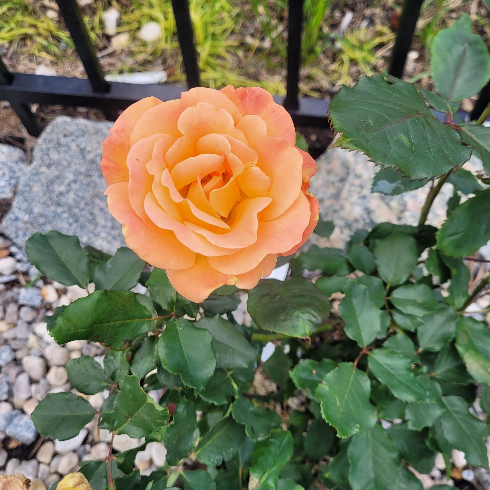 Photo of the plant species Rio Samba Rose by @ProtectiveComet named Figyonce on Greg, the plant care app