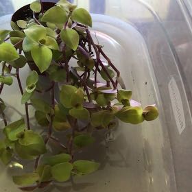 Photo of the plant species Radiator Plant by @SnazzyDeathcap named Cleopatra on Greg, the plant care app