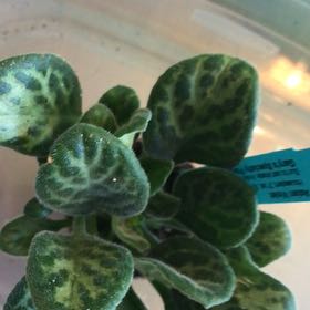 Photo of the plant species Asian Violet Summer Song by @SnazzyDeathcap named Sanders on Greg, the plant care app