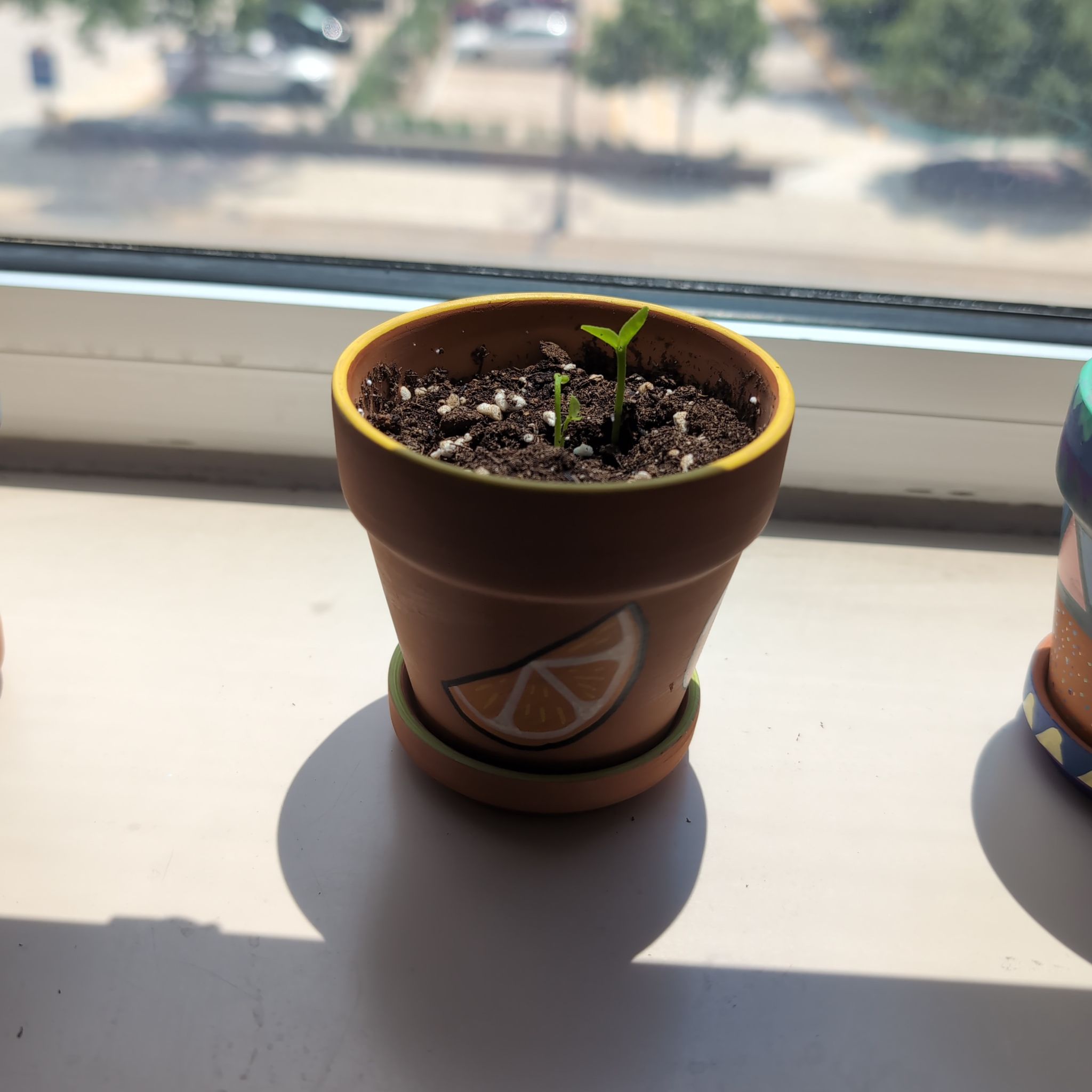 Photo of the plant species Owari Satsuma Mandarin Tree by @ZingAndeansage named Lebron on Greg, the plant care app