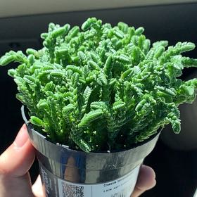 Photo of the plant species Water Chain by @HighestWaxvine named Prince Herb on Greg, the plant care app