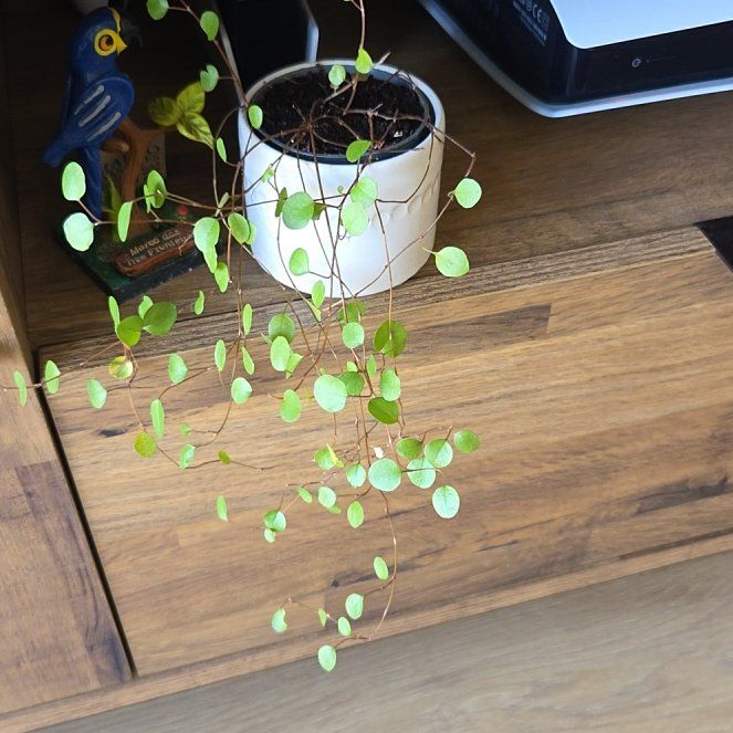 Photo of the plant species Creeping Wire Vine by @CentralMaitake named Planty on Greg, the plant care app
