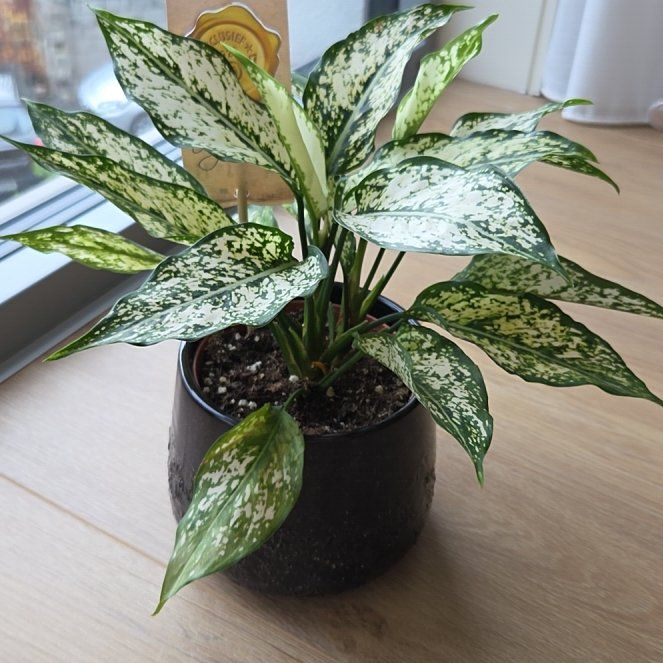 Photo of the plant species Aglaonema 'Spring Snow' by @CentralMaitake named Daphne on Greg, the plant care app