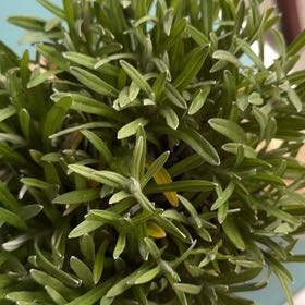 Photo of the plant species Edelweiss by @ZingAnthurium named Remington on Greg, the plant care app