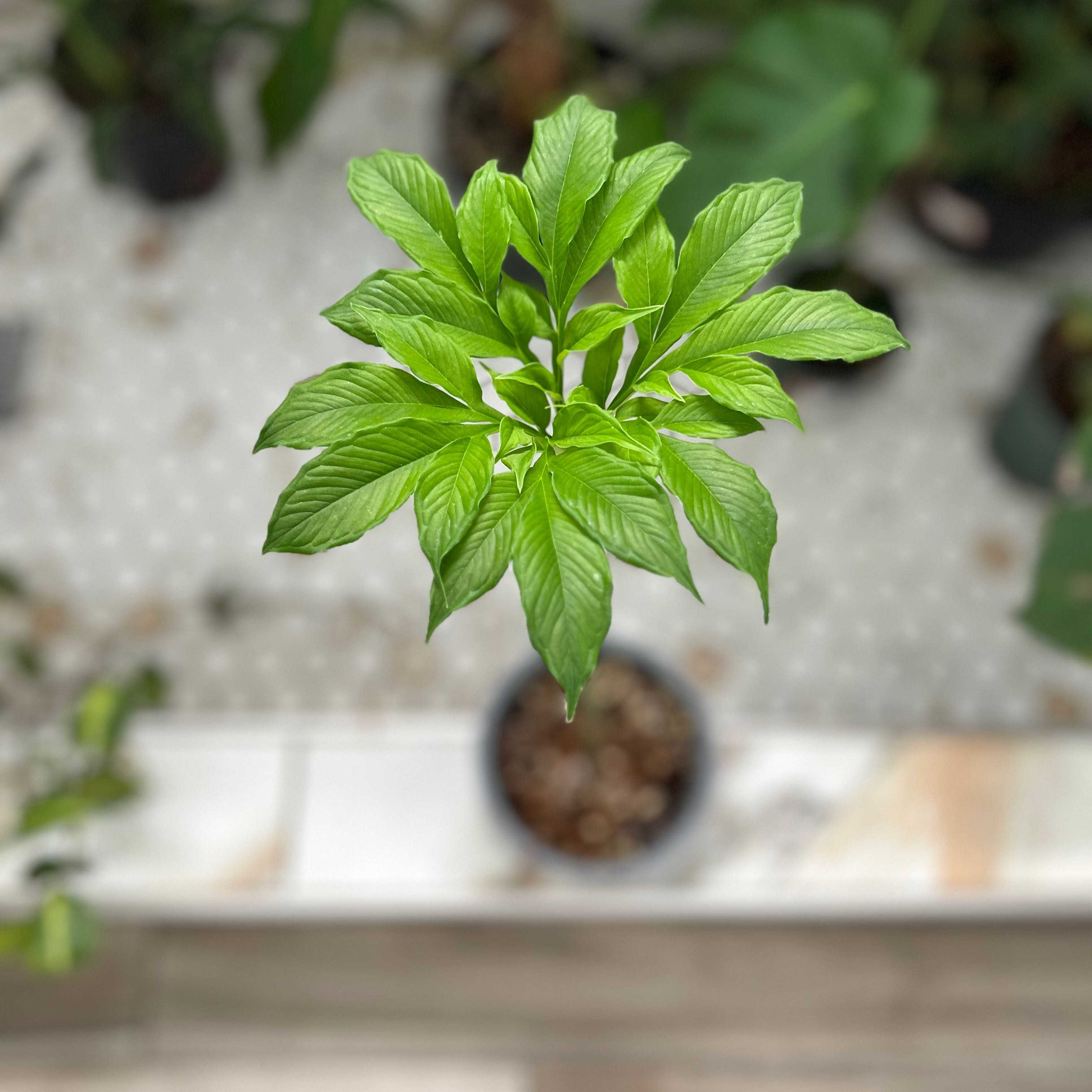Photo of the plant species Elephant Foot Yam by @M_i_a_roots named Boo boo 👻 on Greg, the plant care app