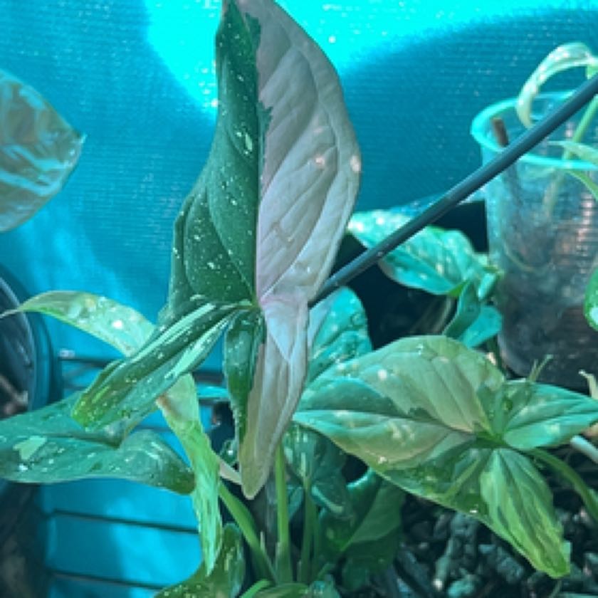 Photo of the plant species Syngonium Pink Splash Thai by @M_i_a_roots named Pink splash on Greg, the plant care app