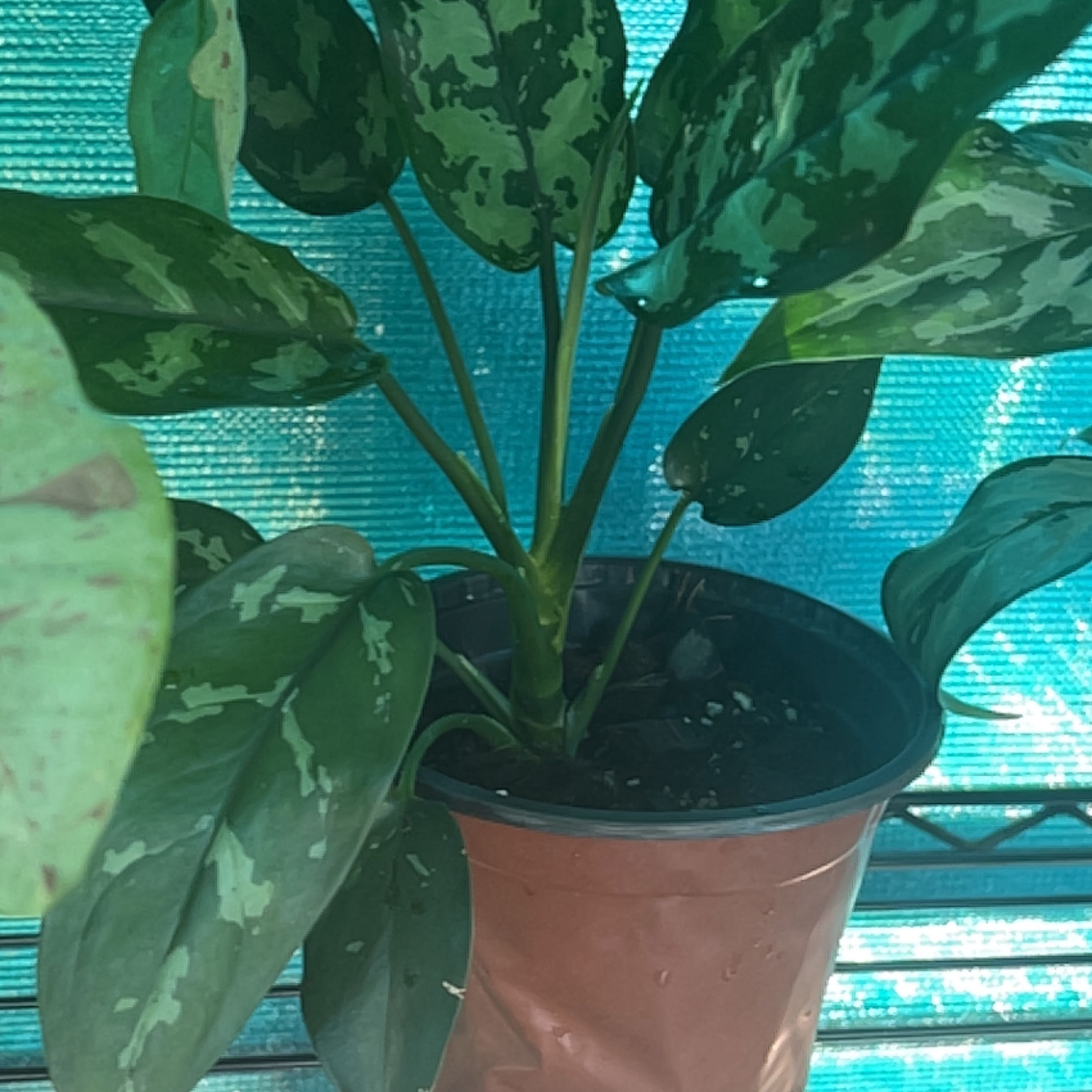 Photo of the plant species Aglaonema 'Tigress' by @M_i_a_roots named Tigress on Greg, the plant care app