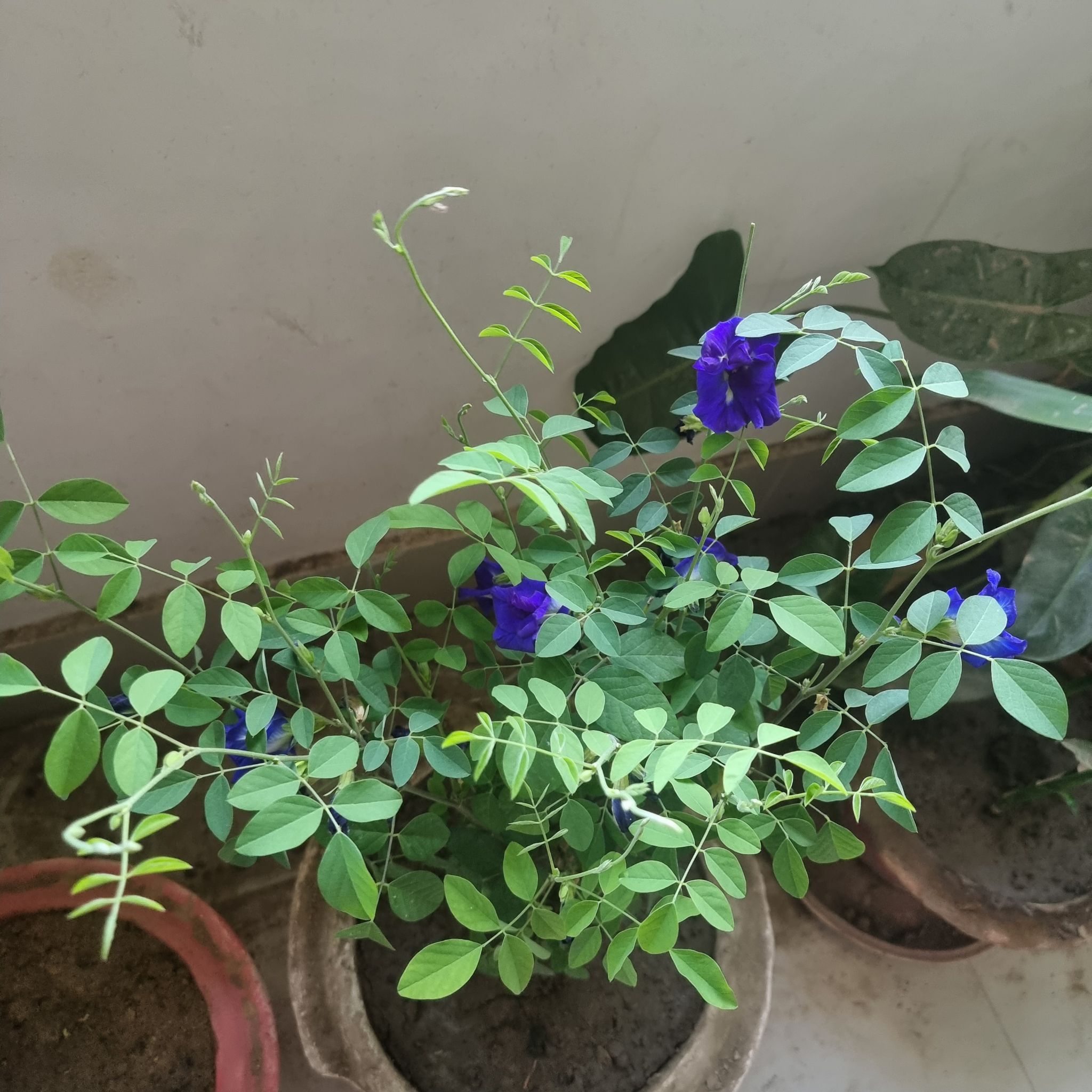 Asian Pigeonwings plant with green leaves and vibrant blue flowers in a pot.