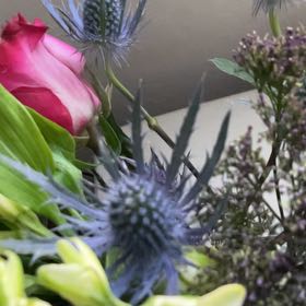Photo of the plant species Mediterranean Sea Holly by @GoldenPuriri named Luna on Greg, the plant care app