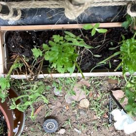 Photo of the plant species Cilantro 'Filtro' by Linda named Denali on Greg, the plant care app