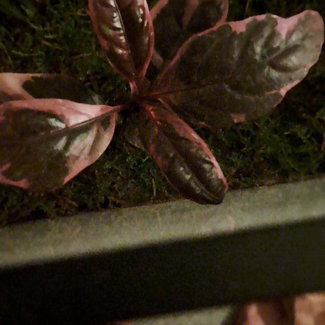 Photo of the plant species Caricature Plant by @WillOcotillo named Nemo on Greg, the plant care app