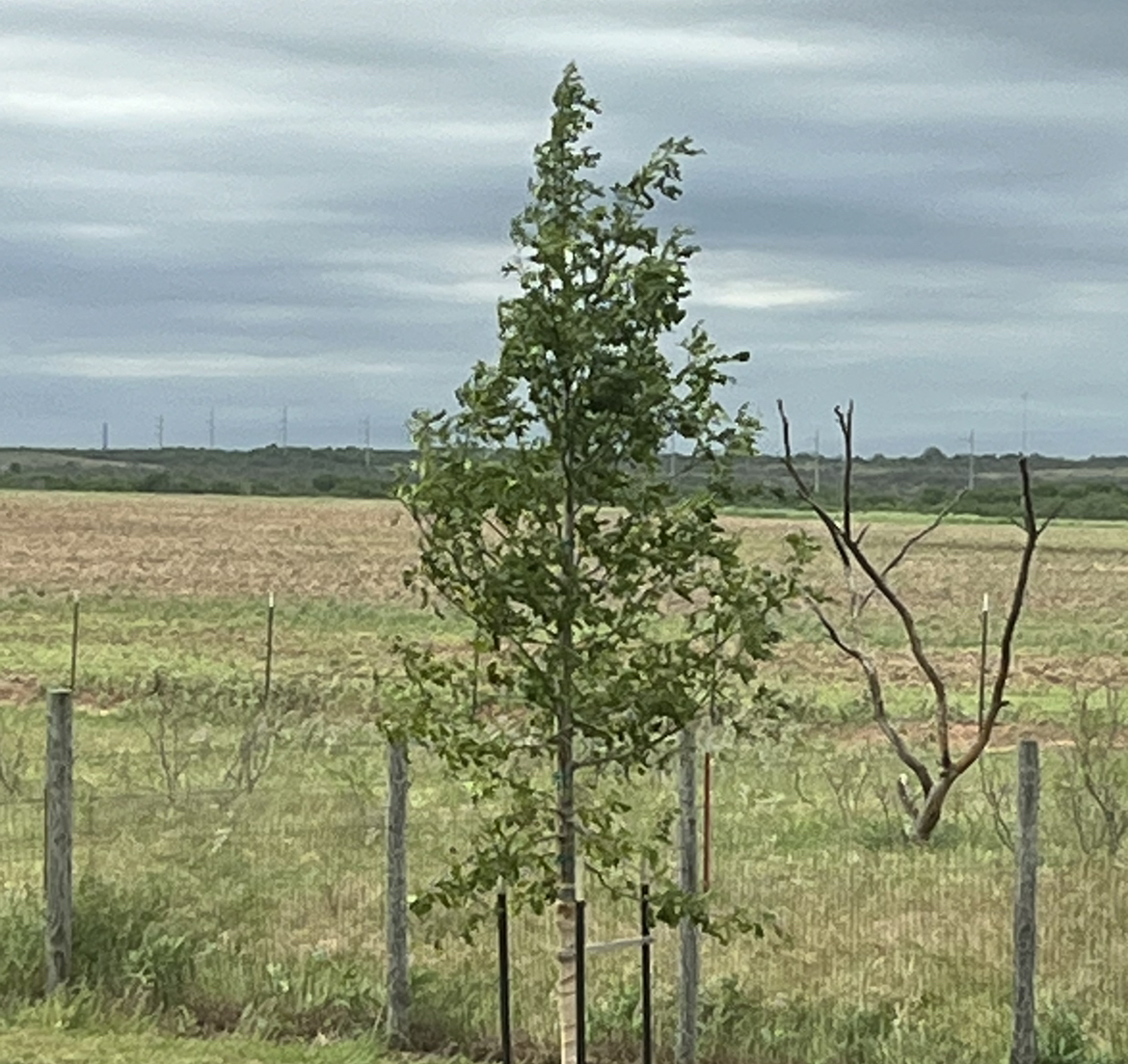 Photo of the plant species Schneck Oak by @GroovyHouseleek named Molly on Greg, the plant care app