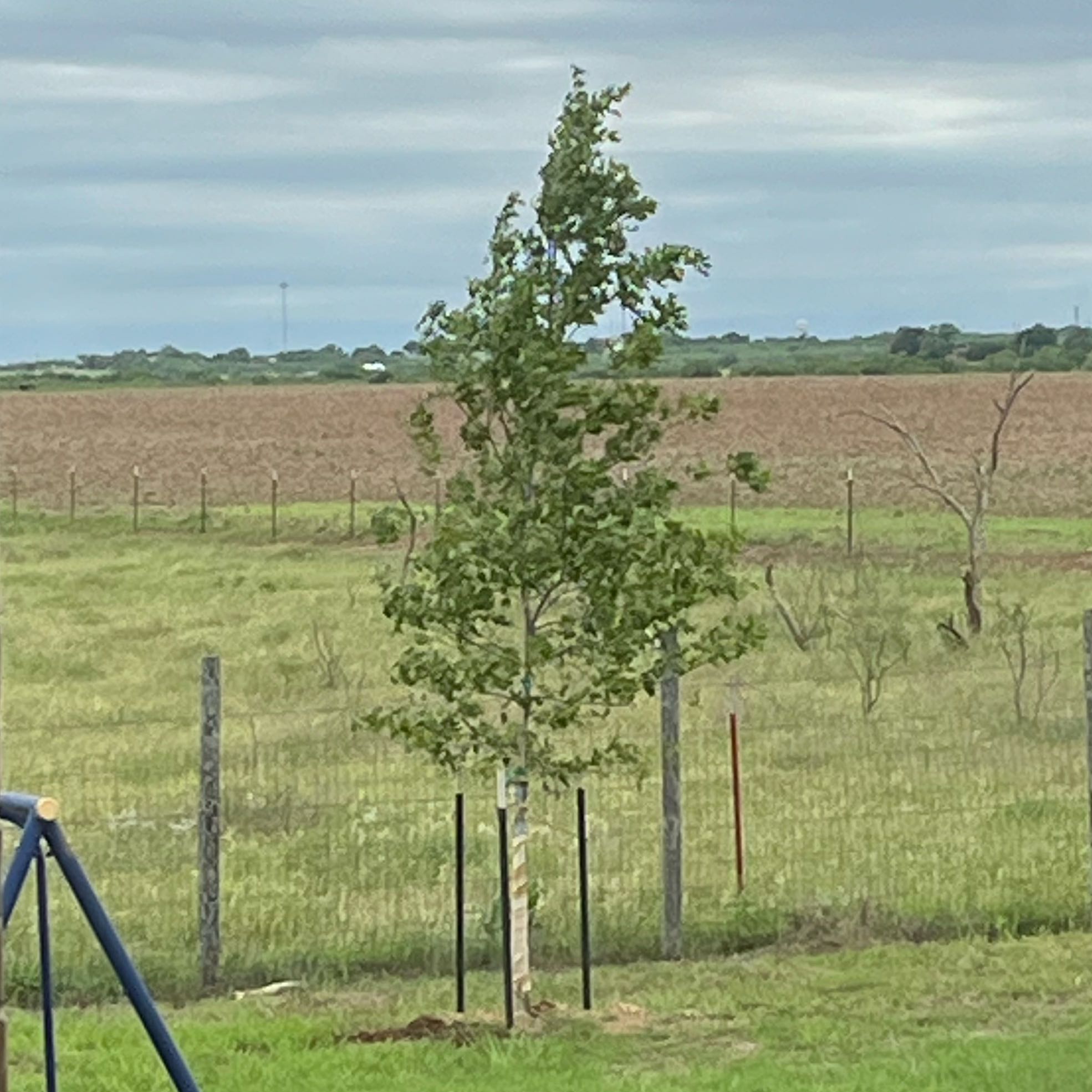 Photo of the plant species Schneck Oak by @GroovyHouseleek named Stewart on Greg, the plant care app