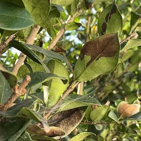 Photo of the plant species Garden Privet by @ClassyRubberfig named Scarlett on Greg, the plant care app