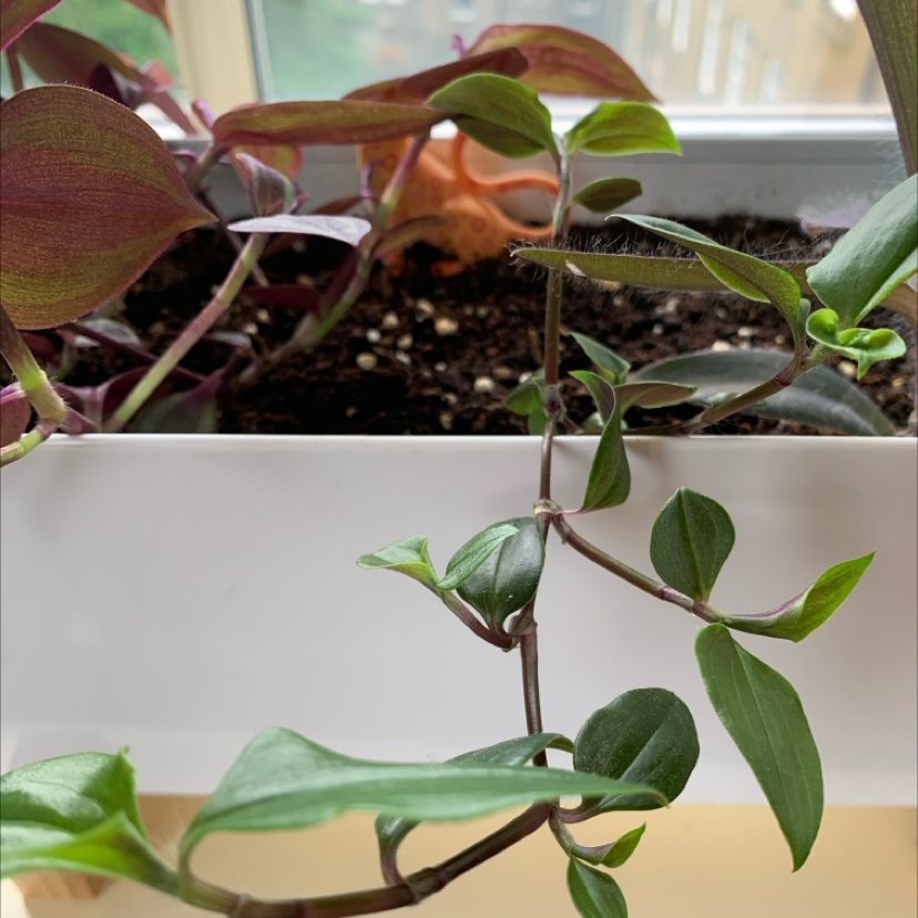 Tradescantia 'Green Hill' plant in a white planter with visible soil and healthy green leaves.