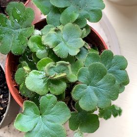 Photo of the plant species Digit Fern by @SnackettesFarm named I’m really Antenna fern Doryopteris cordata on Greg, the plant care app
