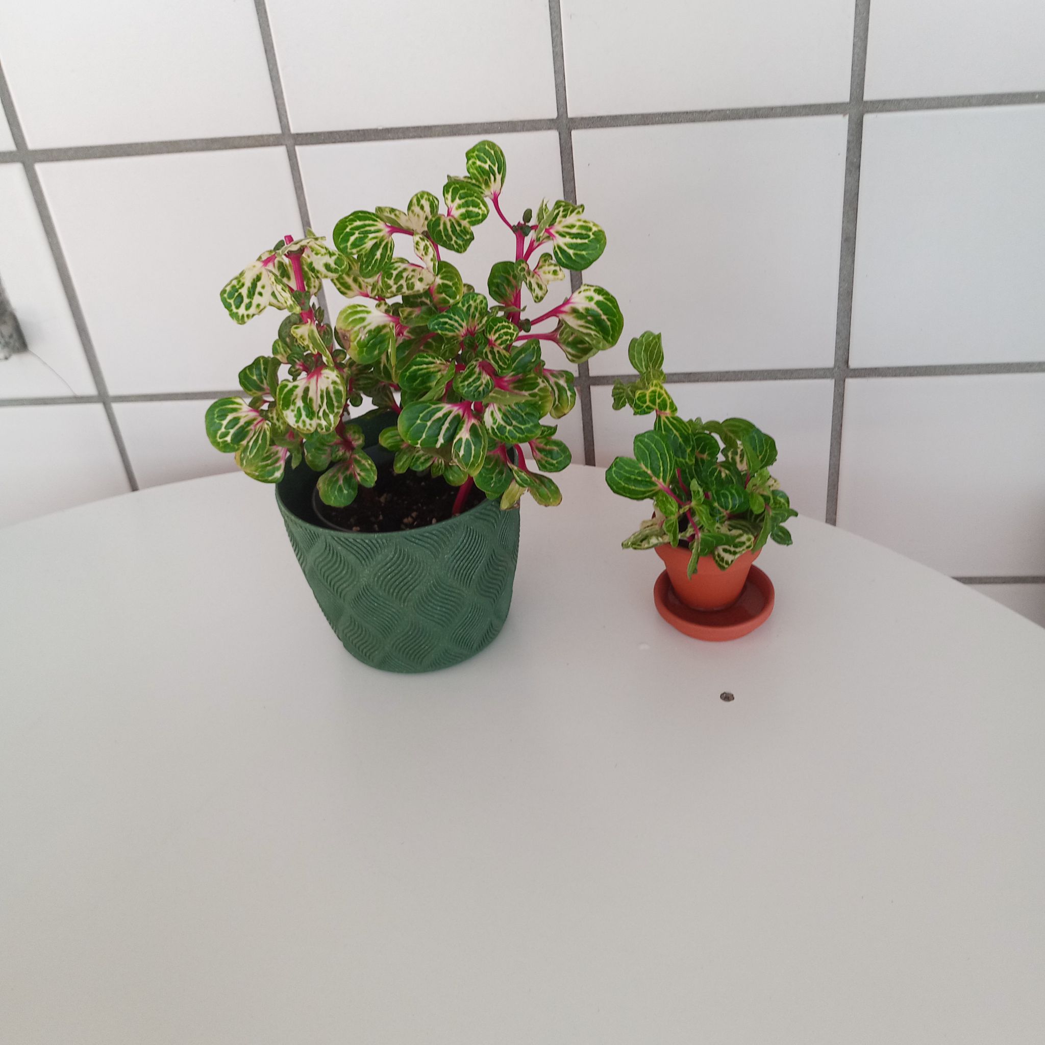 Photo of the plant species Variegated Blood Leaf by @UnspoiltDecodon named Muhammad Ali on Greg, the plant care app
