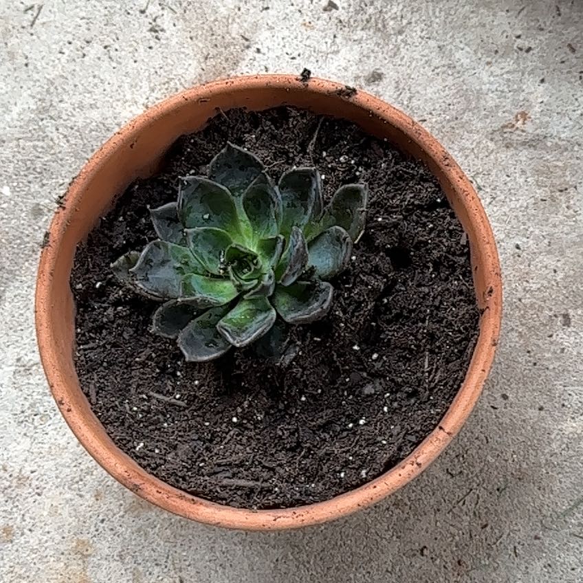 Photo of the plant species Dark Moon by @LovablySagebush named claire on Greg, the plant care app