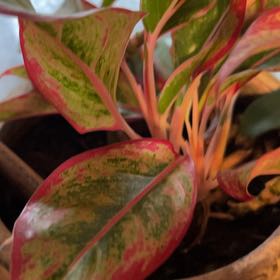 Tree Diddy | A plant by @ArdentHappyleaf on Greg