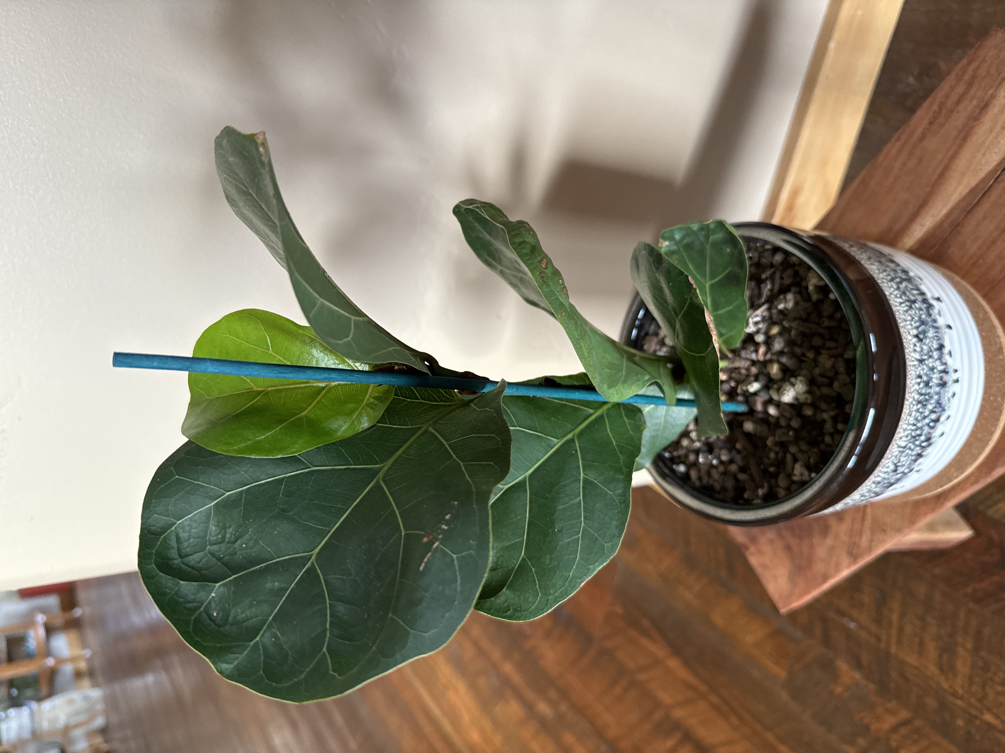 String of Frogs Care 101: Water, Light & Growing Tips
