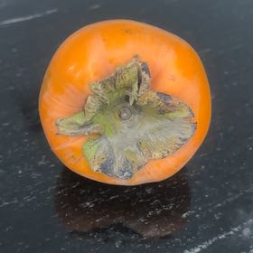 Photo of the plant species Trapa Natans by @CuteMexico named Wall-E on Greg, the plant care app