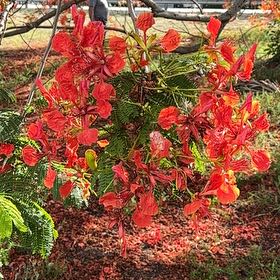 Photo of the plant species Flame Of The Forest by @CuteMexico named Sherlock on Greg, the plant care app