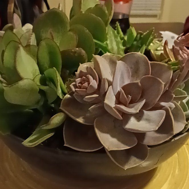 Photo of the plant species Succulent by @BetterSoftbrome named Cactus/succulent on Greg, the plant care app