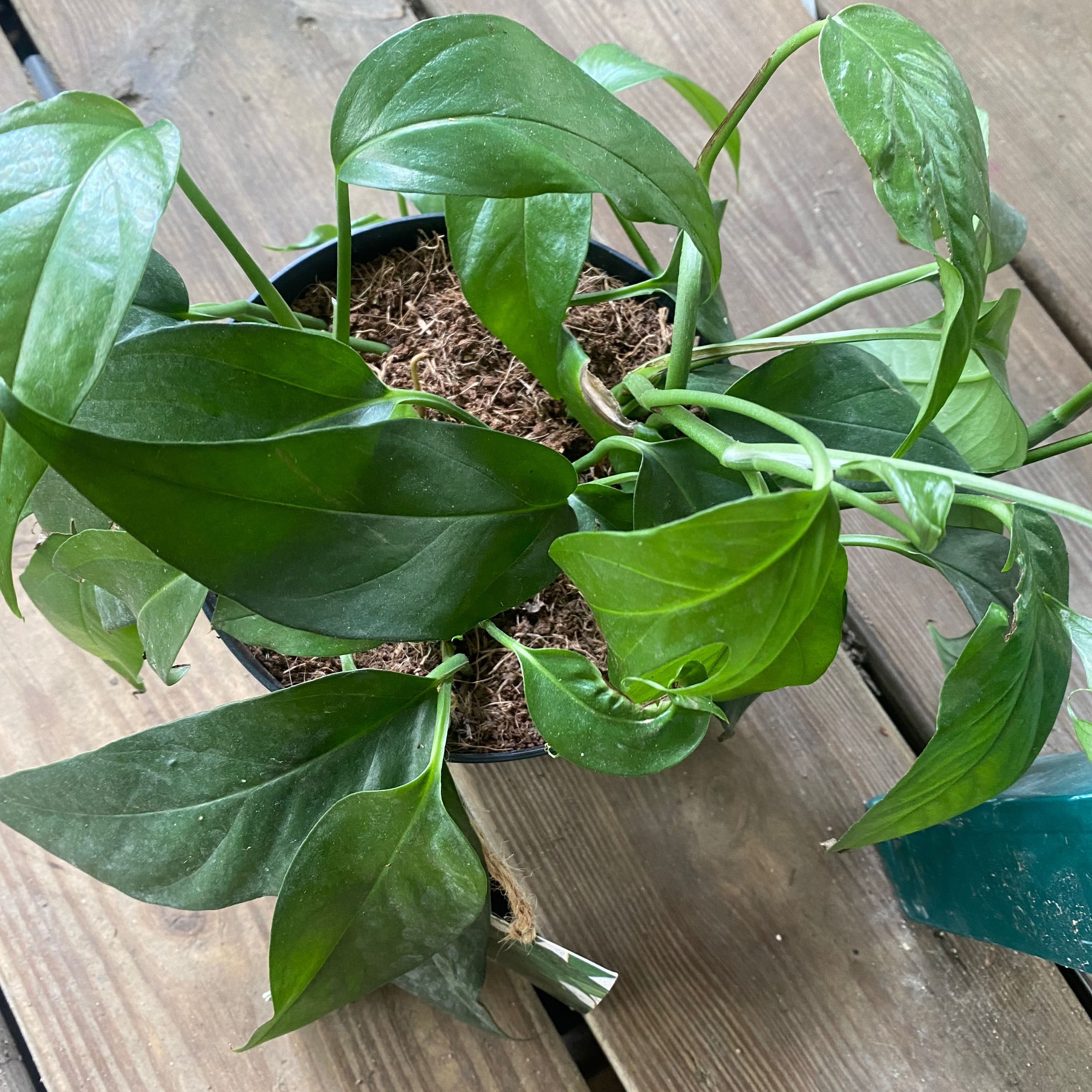 Baltic Blue Pothos plant in a pot on a wooden surface, with healthy green leaves.