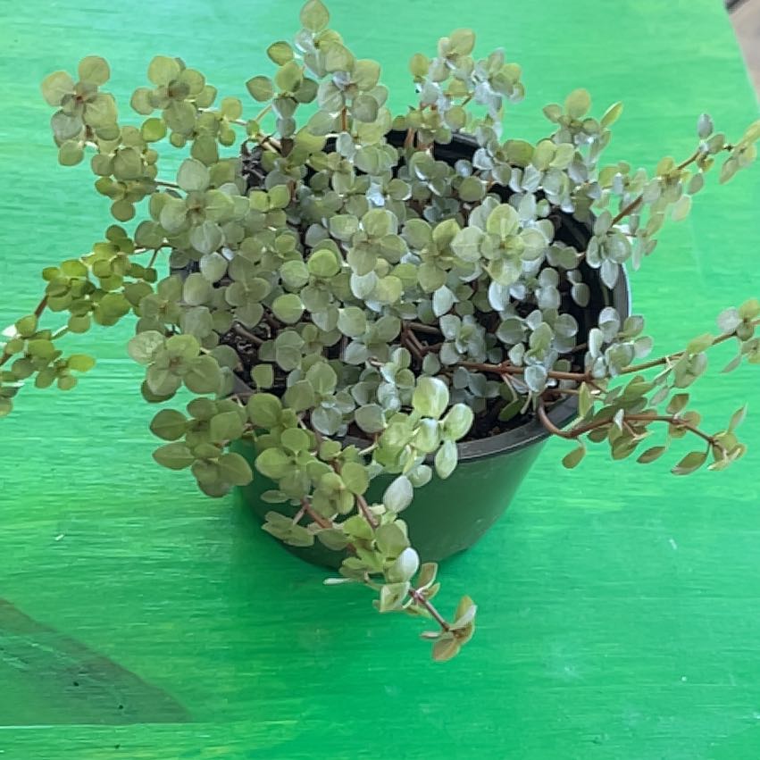 Pilea 'Aquamarine' plant in a small pot, healthy with small rounded leaves.