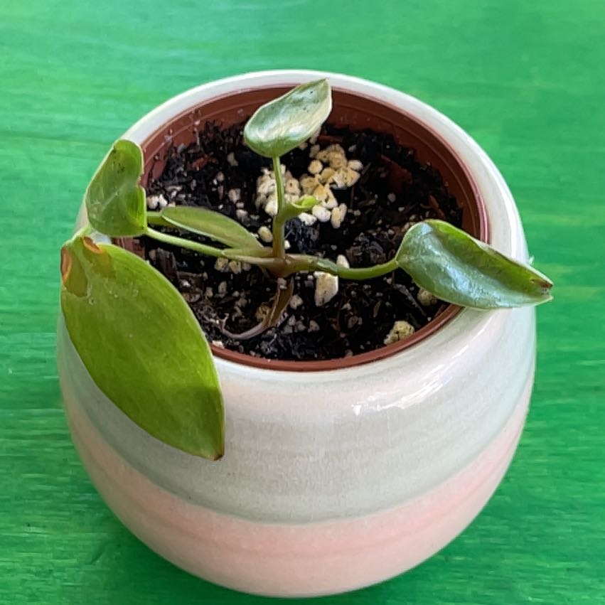 Philodendron 'Painted Lady' plant in a pot with visible soil and some yellowing and browning leaves.