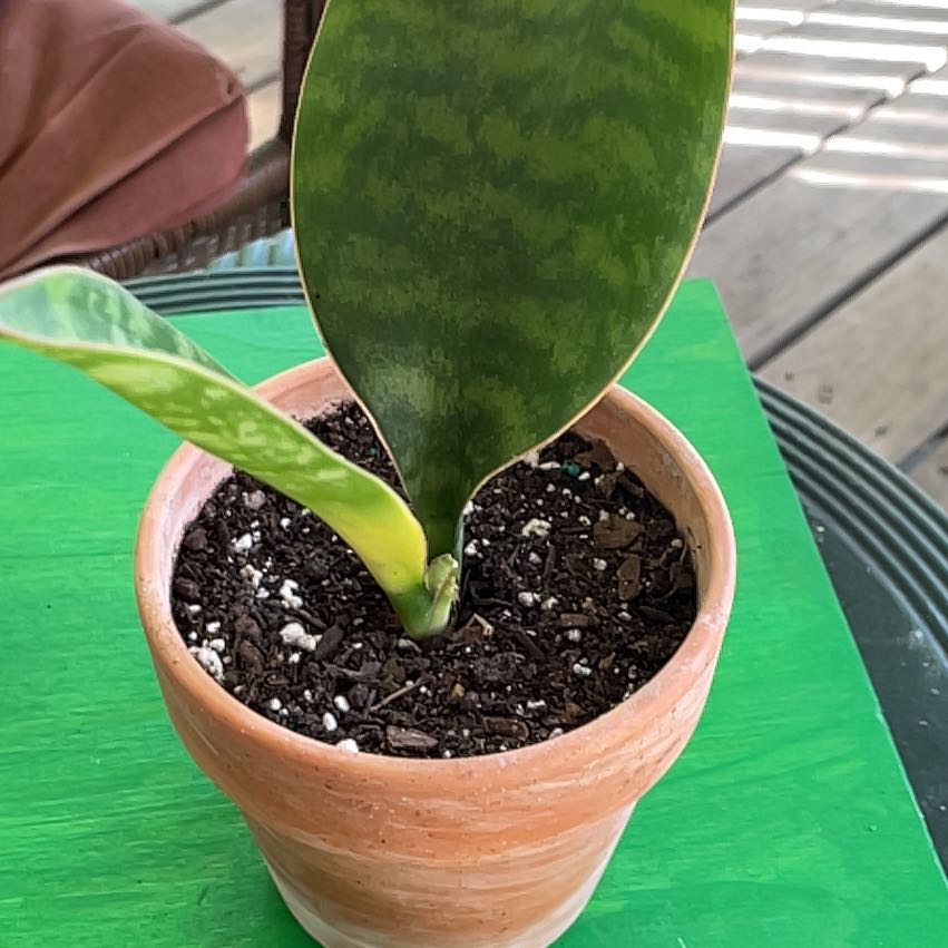 Whale Fin Snake Plant in a terracotta pot with visible soil, healthy leaves.