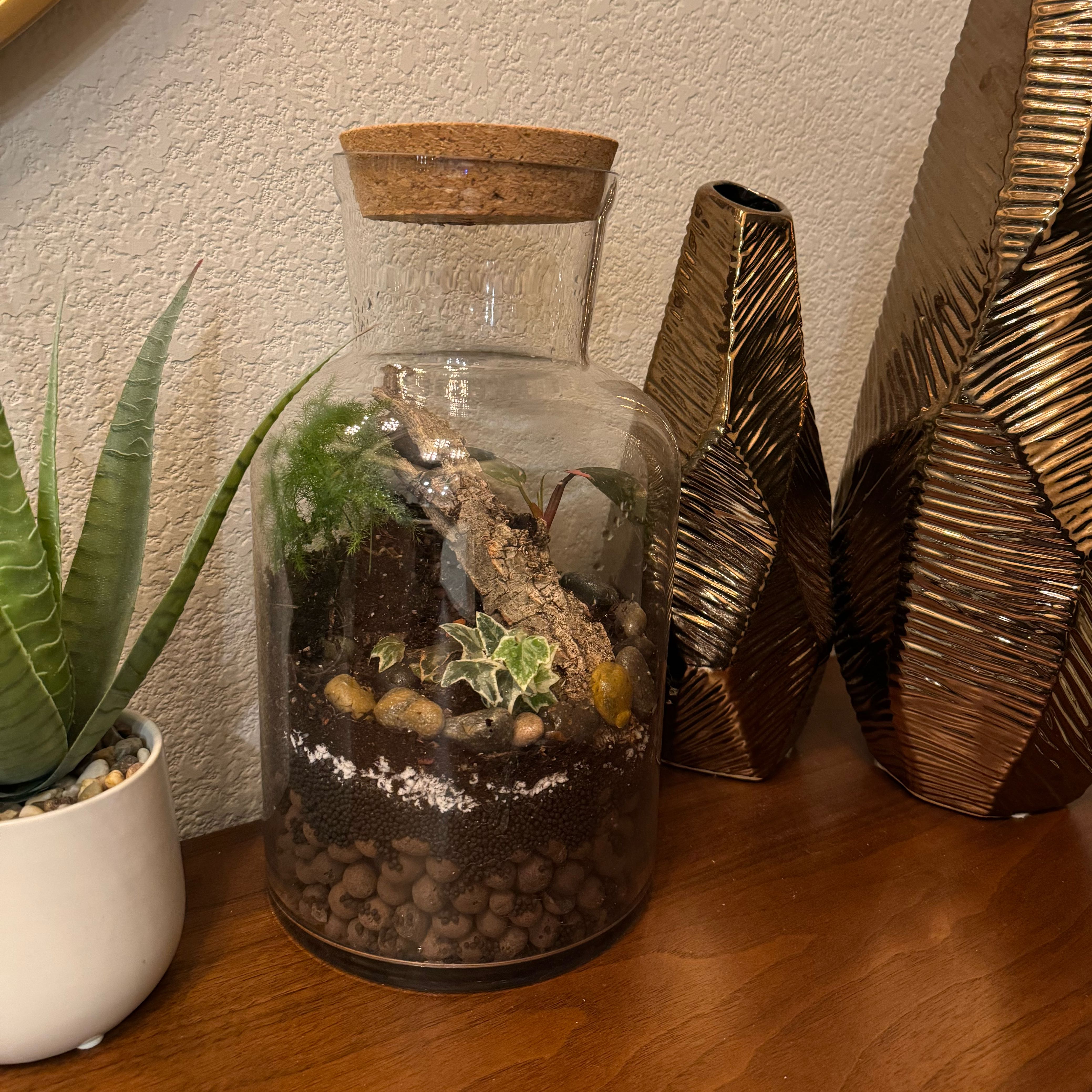 Photo of the plant species Terrarium by @Ryker named Kesha on Greg, the plant care app