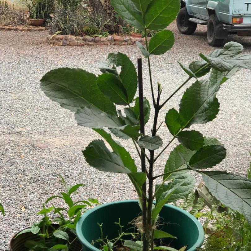 Photo of the plant species Sausage Tree by @ProudlyRose named Remington on Greg, the plant care app