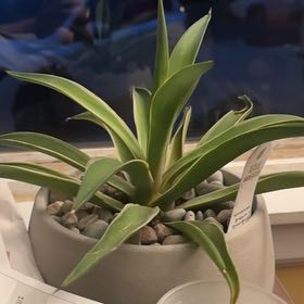 Photo of the plant species Varigated Agave by @MossMollosid named Yerba on Greg, the plant care app