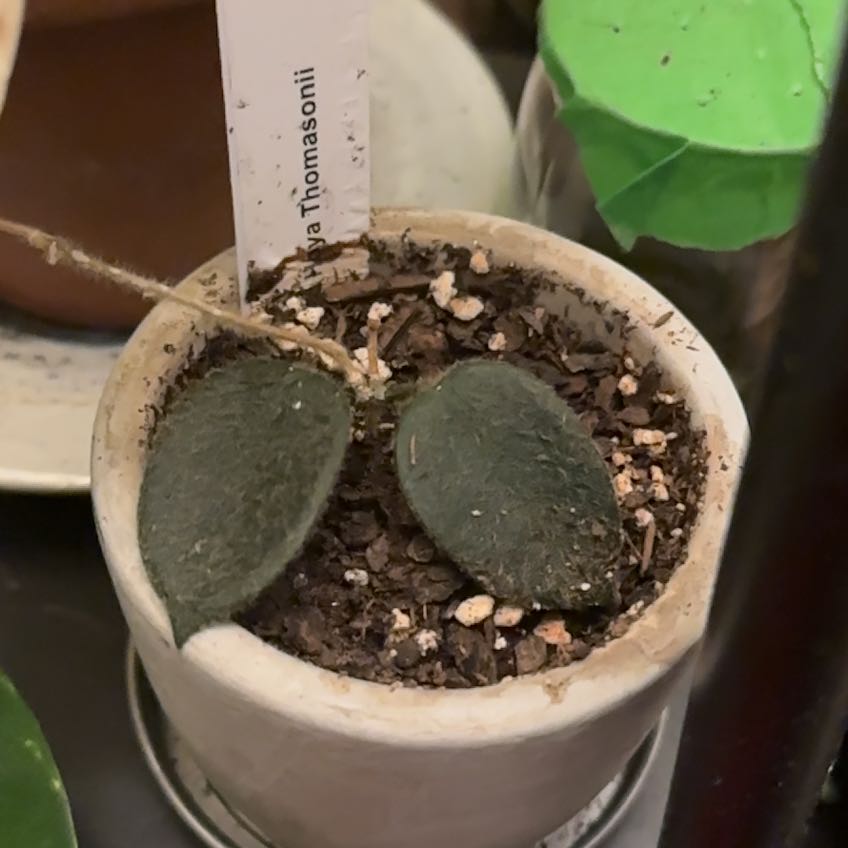 Photo of the plant species Hoya thomsonii by @MossMollosid named Thompson on Greg, the plant care app